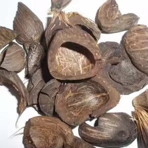 Coque de noix de palme du Cameroun