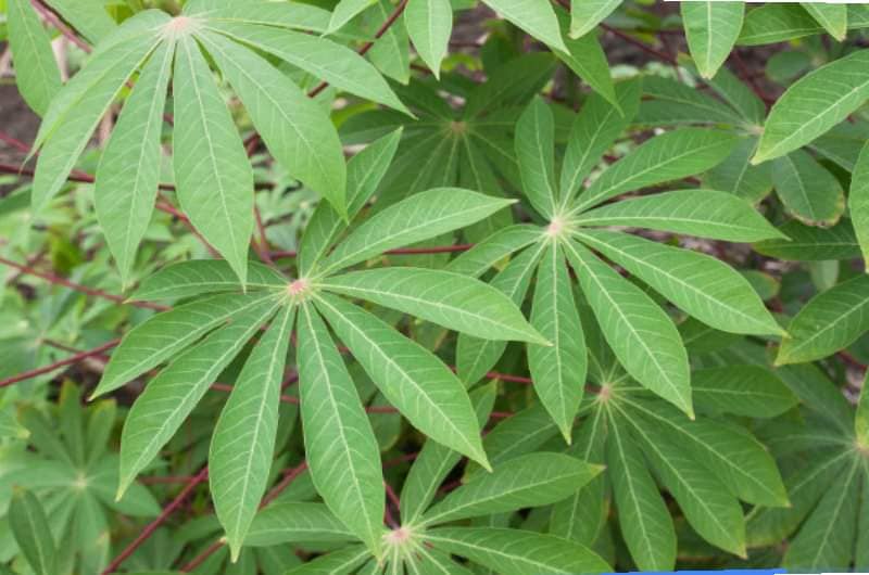 Feuilles de manioc fraîches