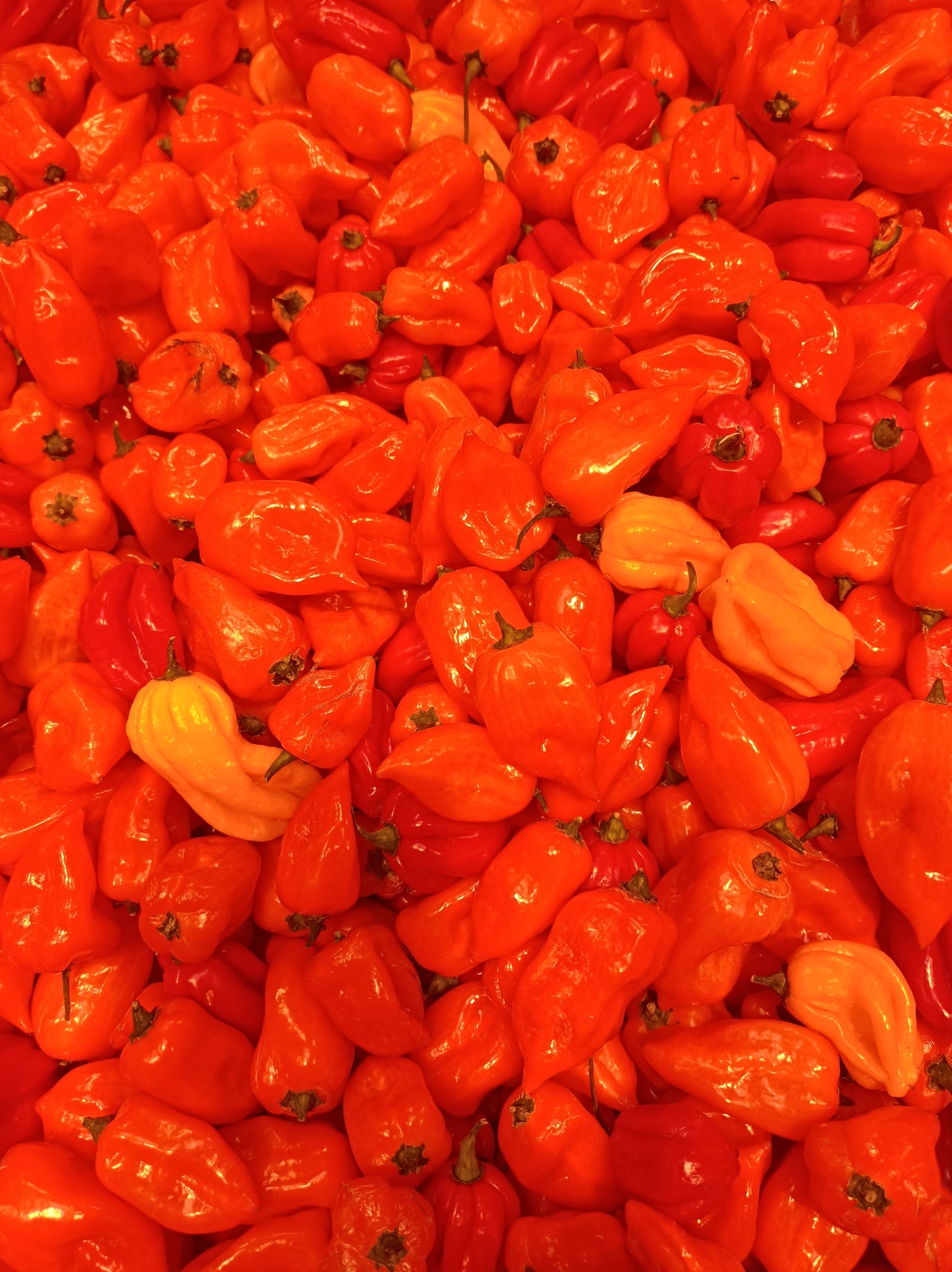 Piment Habanero ou antillais frais lot de 2 kg