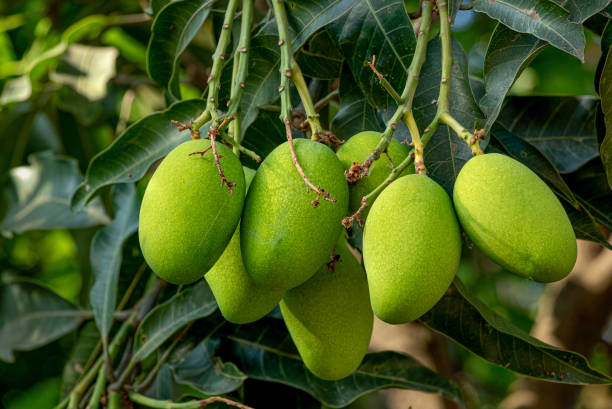 Mangue extra 2 kg origine Cameroun