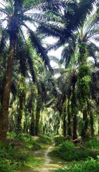 Amandes de noix de palme sac de 10 kg origine Cameroun