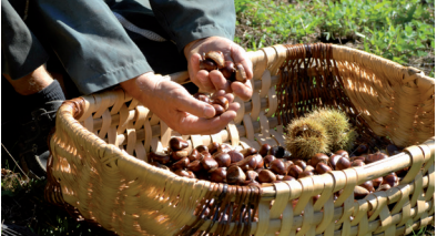 Marrons cuits pelés lot de 3 boîtes de 400g Ponthier