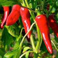 Marinade piment d'Espelette lot de 2 sceaux de 1 kg Saveurs Cuisinées