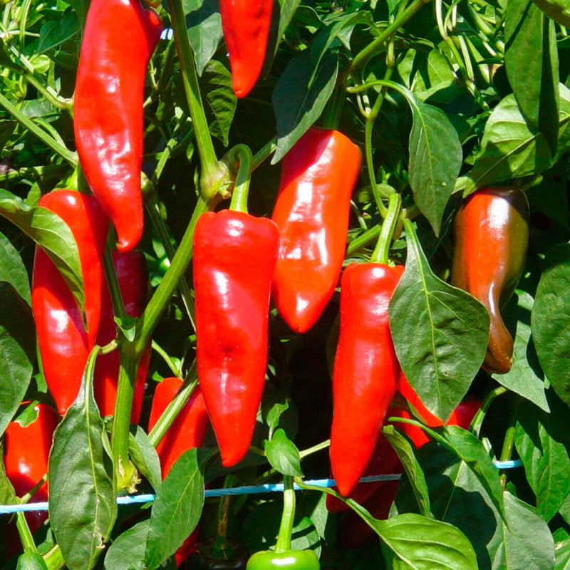 Piment d'Espelette AOP lot de 4 sachets de 250g