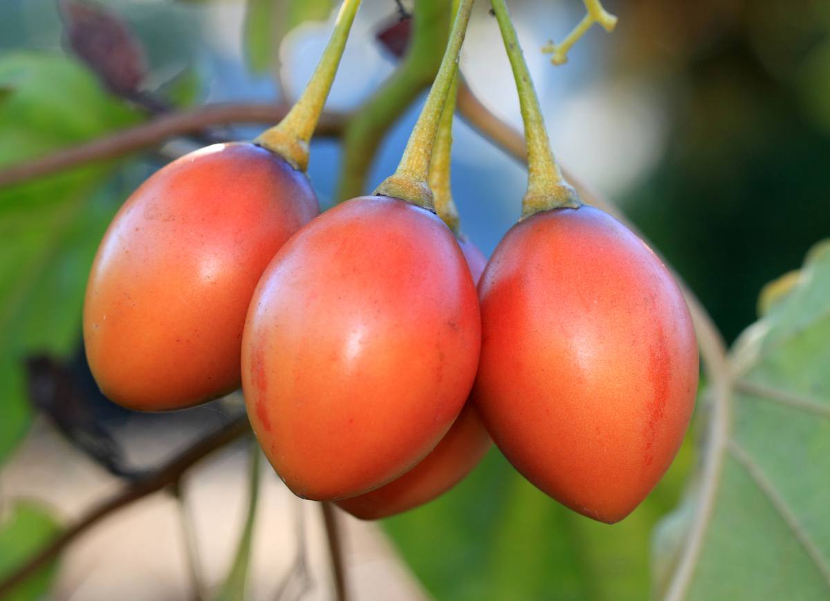 Tamarillo "Tomate en arbre" Solanum betaceum 500g (produit frais)
