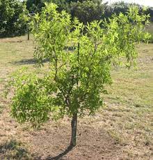 Jujube africain - graines de la paix (Ziziphus jujuba) gousse 1kg