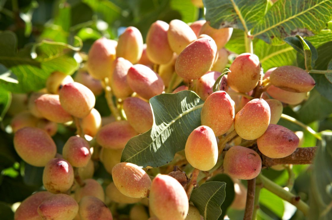 Pistaches non décortiquées (Pistacia vera)