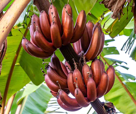 Banane rose (Musa velutina) origine Equateur 1 kg