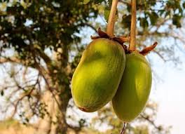 Fruit du Baobab - Pain de singe (Adansonia digitata) 100g