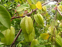 Carambole de Malaisie 1 pièce