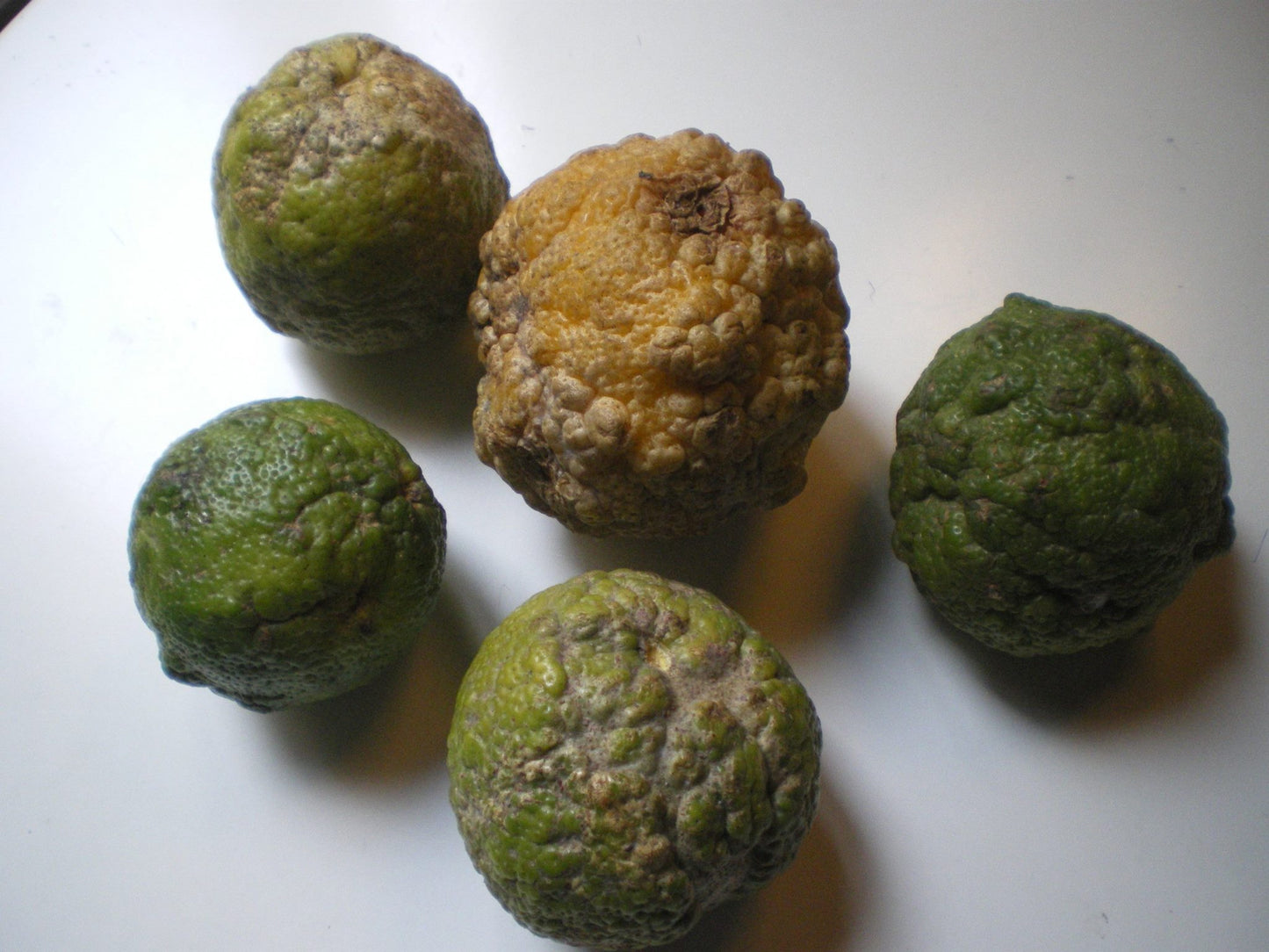Ecorce de Combava lime kaffir séchées d'Indonésie (Citrus hystrix)