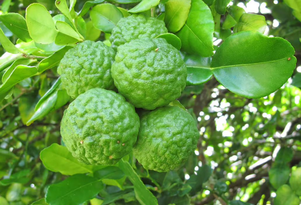 Combava lime d'Indonésie (Citrus hystrix) 1kg