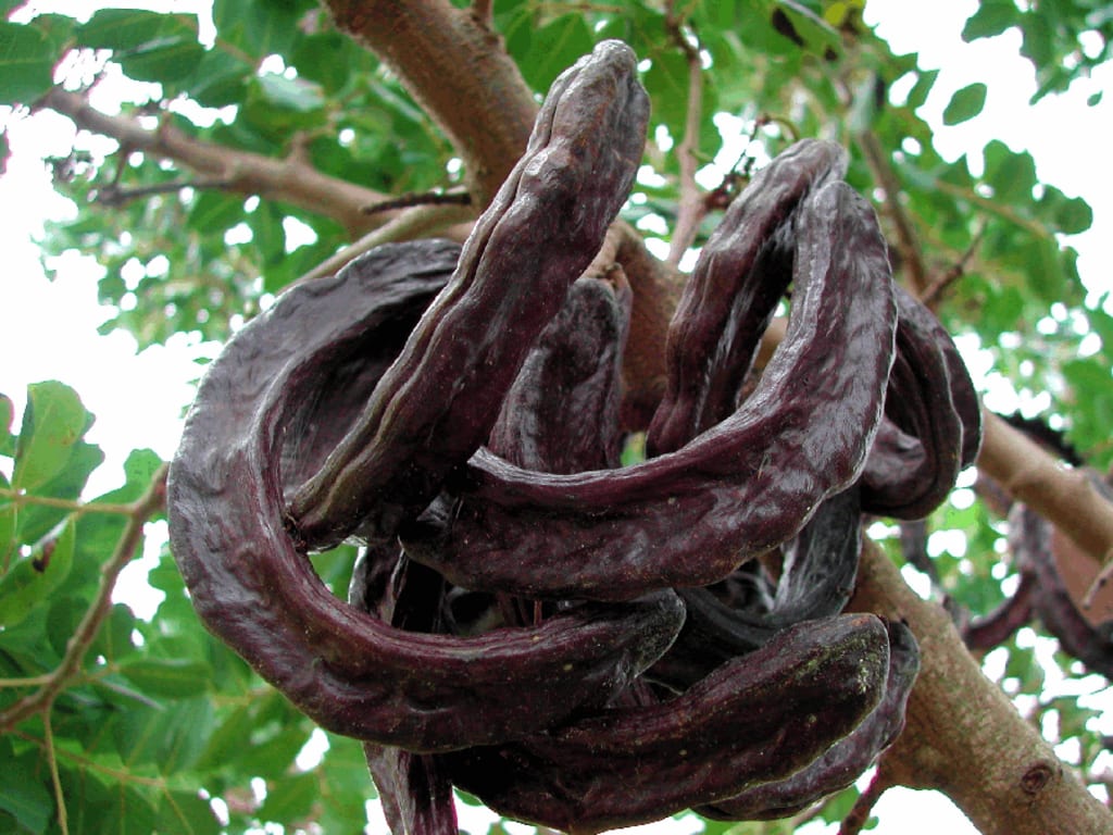 4 côtés - Essèssè (Tétrapleura Tétraptéra) gousse 1kg