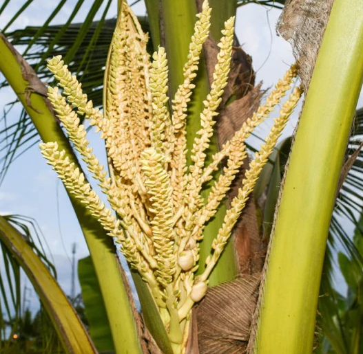 Sucre de coco (Cocos nucifera)