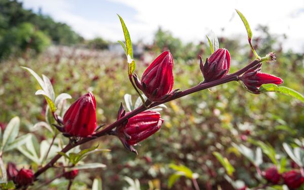Hibiscus rouge - Bissap naturel (Hibiscus sabdariffa L.) 500g
