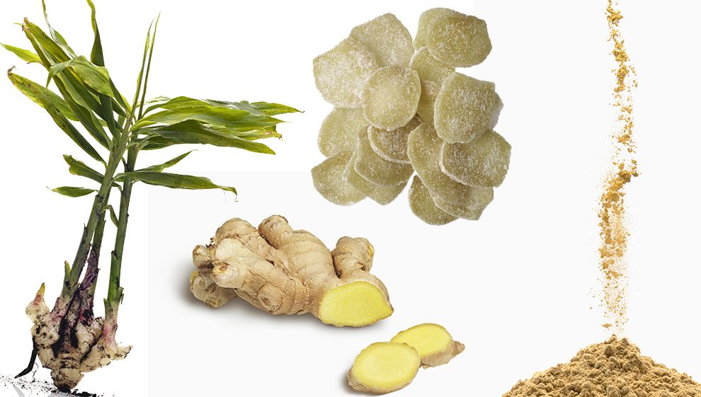 Gingembre séché et moulu (Zingiber officinale)