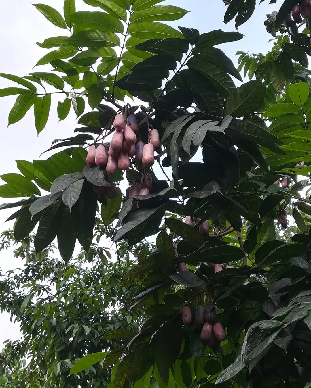 Safou - Prunes d'Afrique (Dacryodes edulis) frais lot de 3 kg
