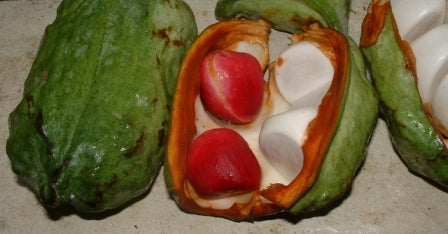 Noix de Cola (Cola acuminata) 500g