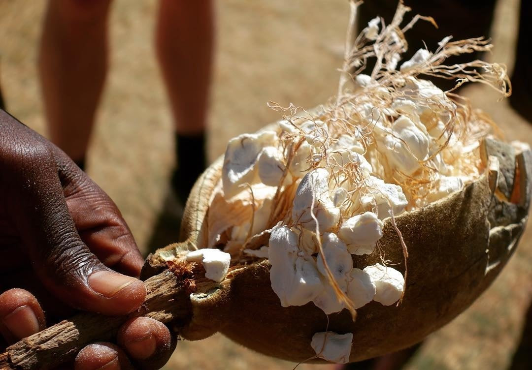 Fruit du Baobab en poudre - Pain de singe (Adansonia digitata) 200g