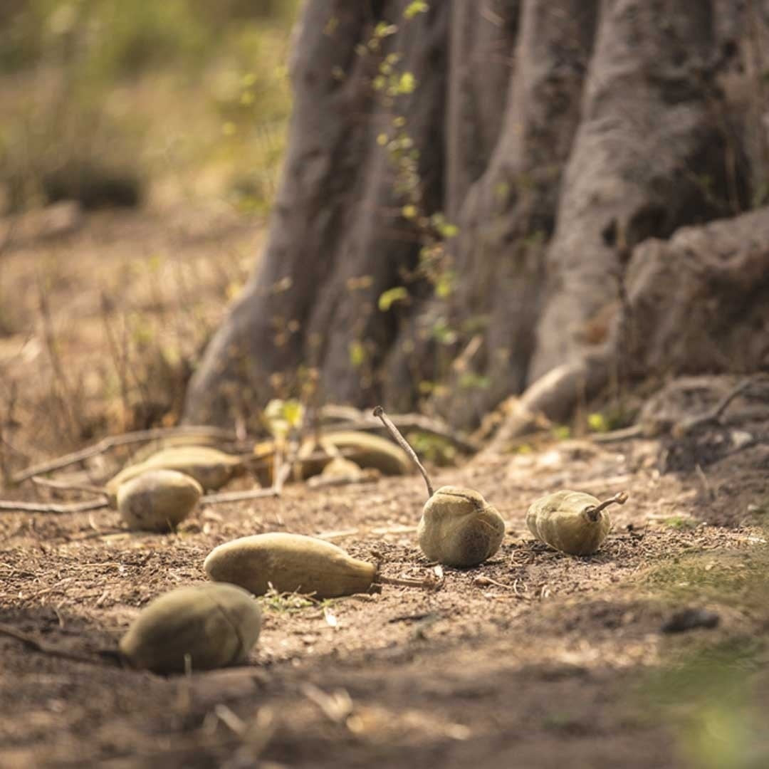Fruit du Baobab en poudre - Pain de singe (Adansonia digitata) 200g