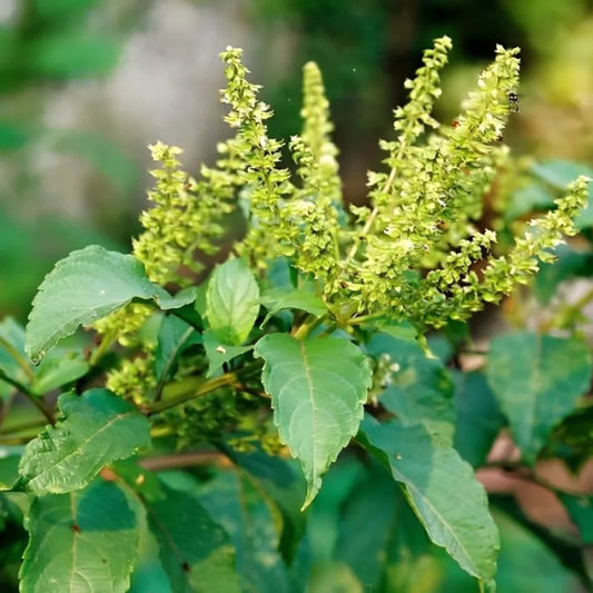 Basilic africain sauvage frais (Ocimum gratissimum) 5 kg
