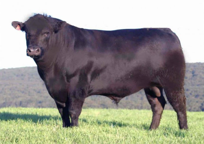 Burger Black Angus UE lot de 3 boîtes de 16 x 200g DAWN MEATS