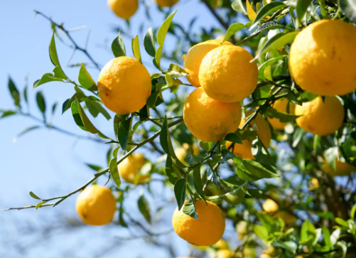 Confiture de citrons Yuzu lot de 2 pots de 580g Food Berry