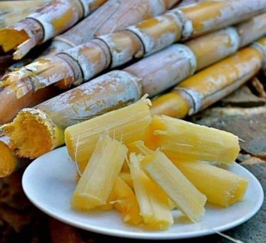 Canne à sucre (Saccharum officinarum) origine Cameroun 1kg