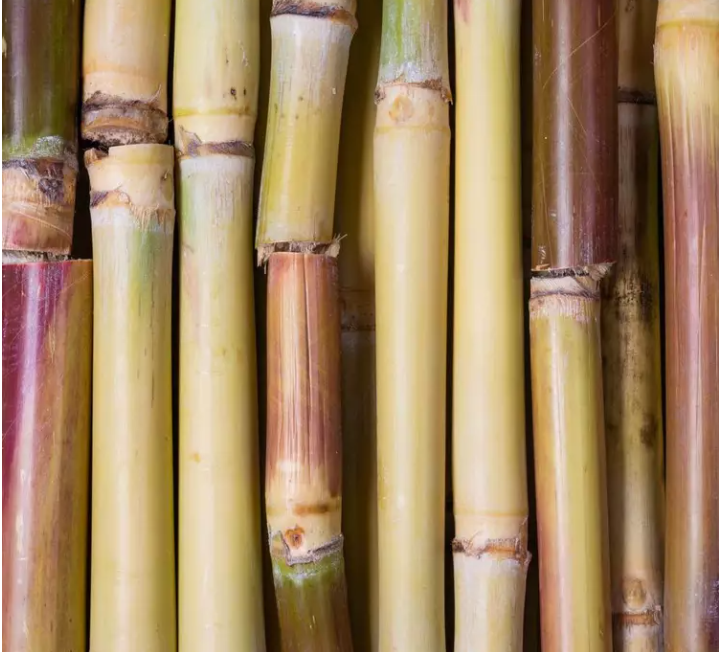 Canne à sucre (Saccharum officinarum) origine Espagne 1kg