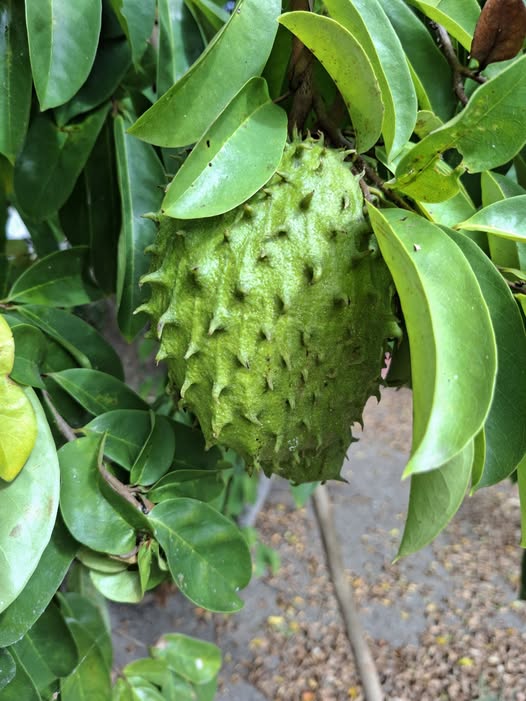 Feuilles de Corossol (Annona muricata) séchées 100g