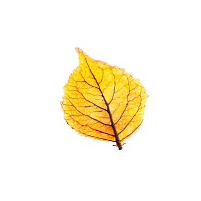 Feuilles d'automne plates x 80 soit 100g Decorfood