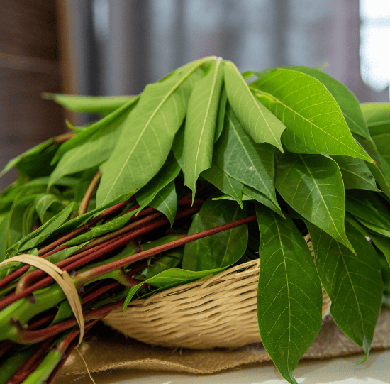 Feuilles de manioc fraîches