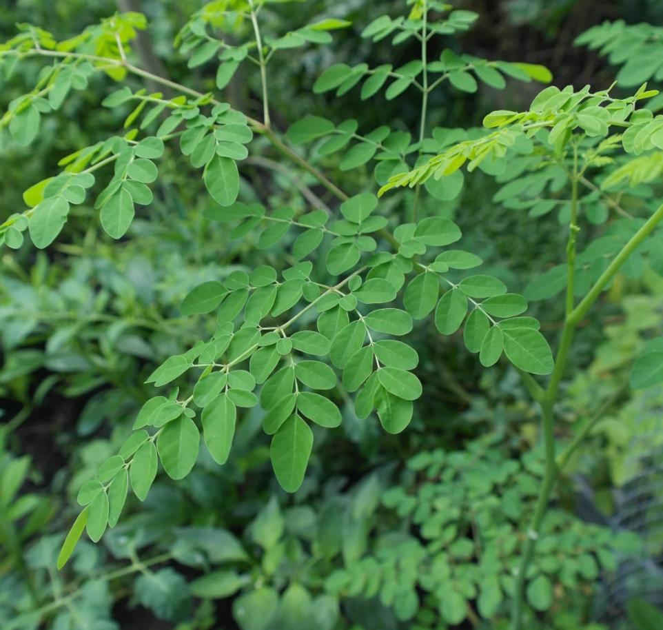 Feuilles de Moringa BIO séchées "Arbre de vie" AFRI-Délices
