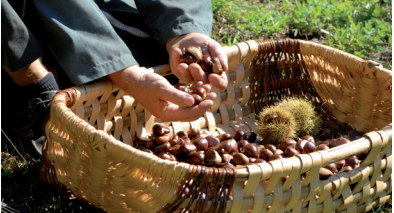 Marrons cuits brisure lot de 2 sachets de 1kg Ponthier