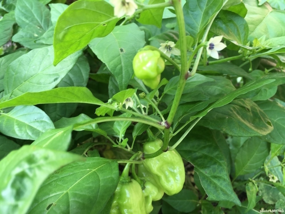 Pâte de piment vert au Combava lot de 4 pots de 90g PSP