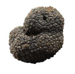 Truffes d'été extra lot de 2 pots de 70g Tuber France