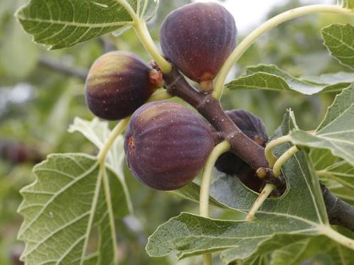 Figues moelleuses lot de 2 sachets de 1kg Maison Cotolot