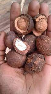 Huile vierge de noisettes africaines (Coula edulis) 75ml