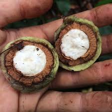 Noisettes africaines (Coula edulis) avec coque 1kg