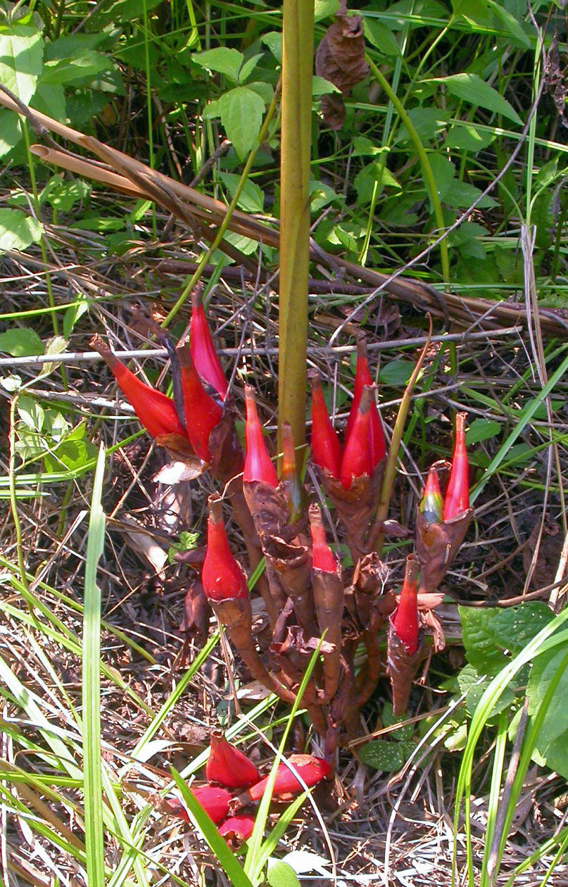 Maniguette piquante (Aframomum melegueta) 1 gousse fraîche