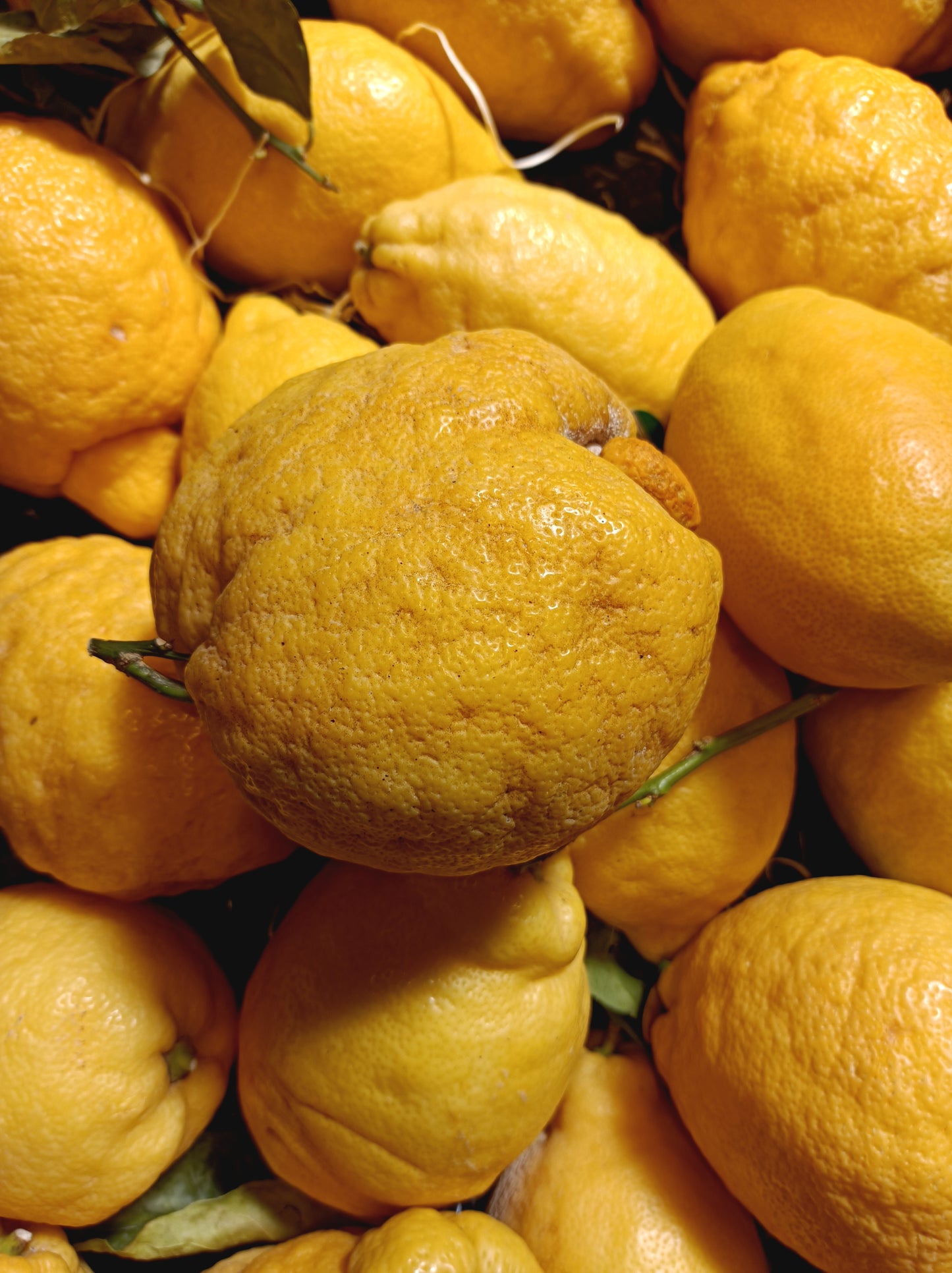 Cédrat (citron italien) 1 Kg