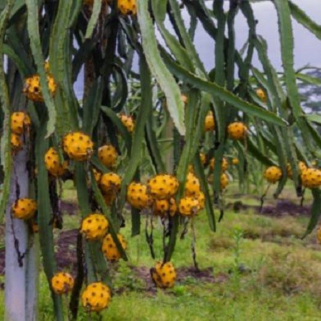 Pitaya jaune ou Fruit du Dragon lot de 2 kg