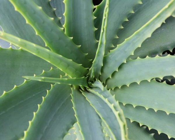 Aloe vera lot de 2kg