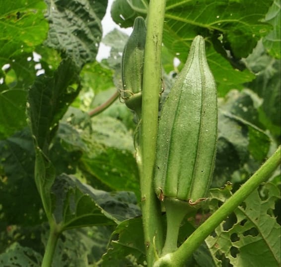 Gombos - Okra (Abelmoschus esculentus) origine Cameroun 1kg