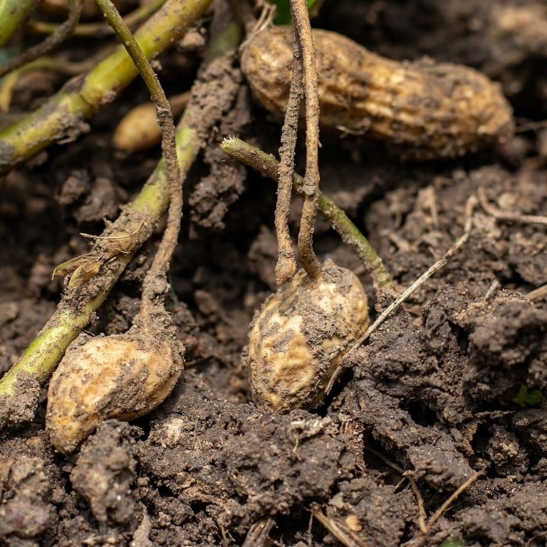 Arachides crues avec coques 4 kg Origine Afrique.