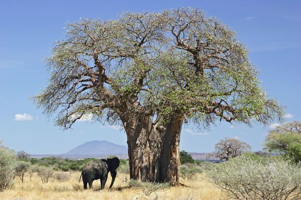 Fruit du Baobab  - Pain de singe (Adansonia digitata) 100g