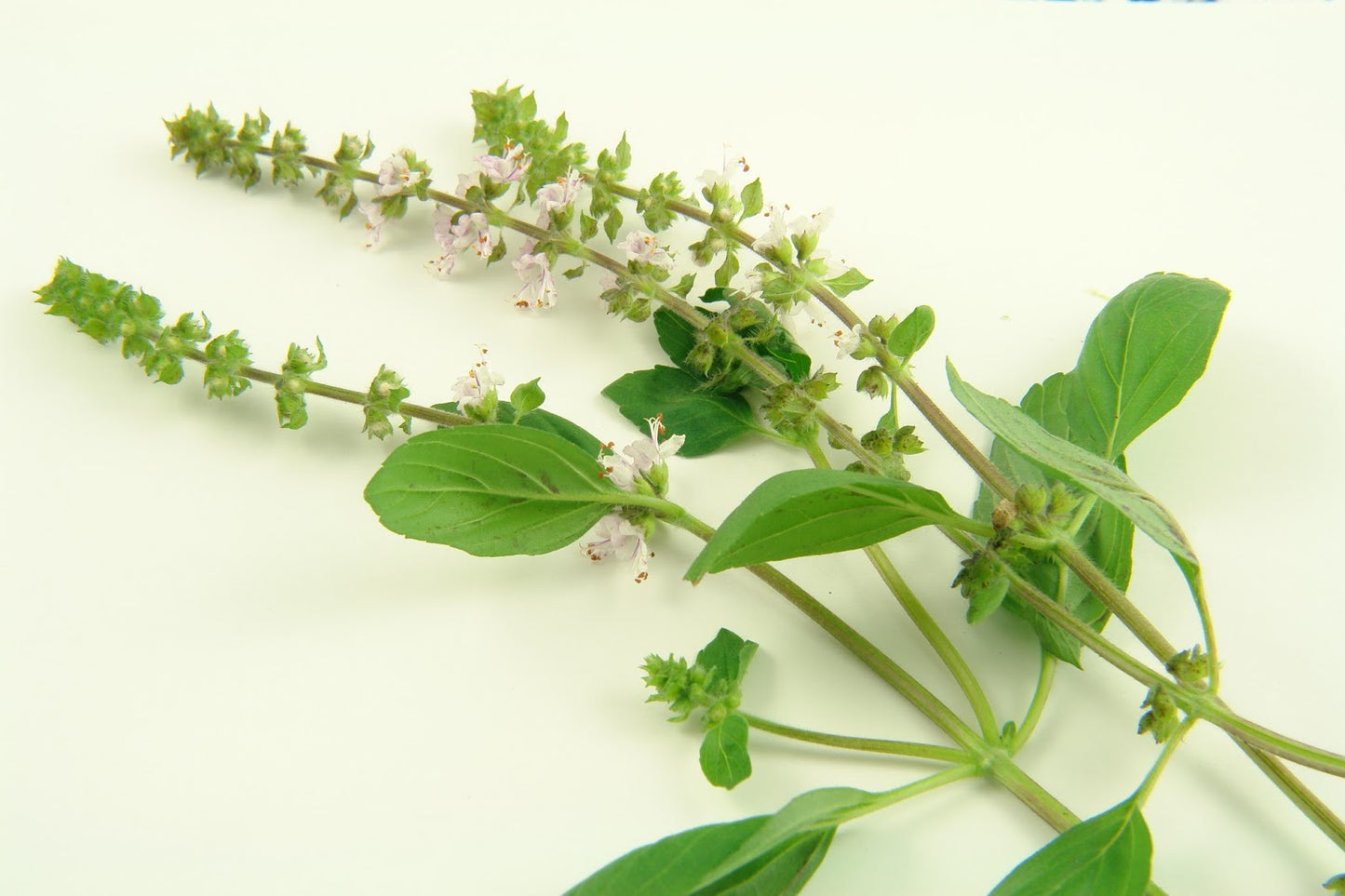 Basilic africain sauvage séché (Ocimum gratissimum)