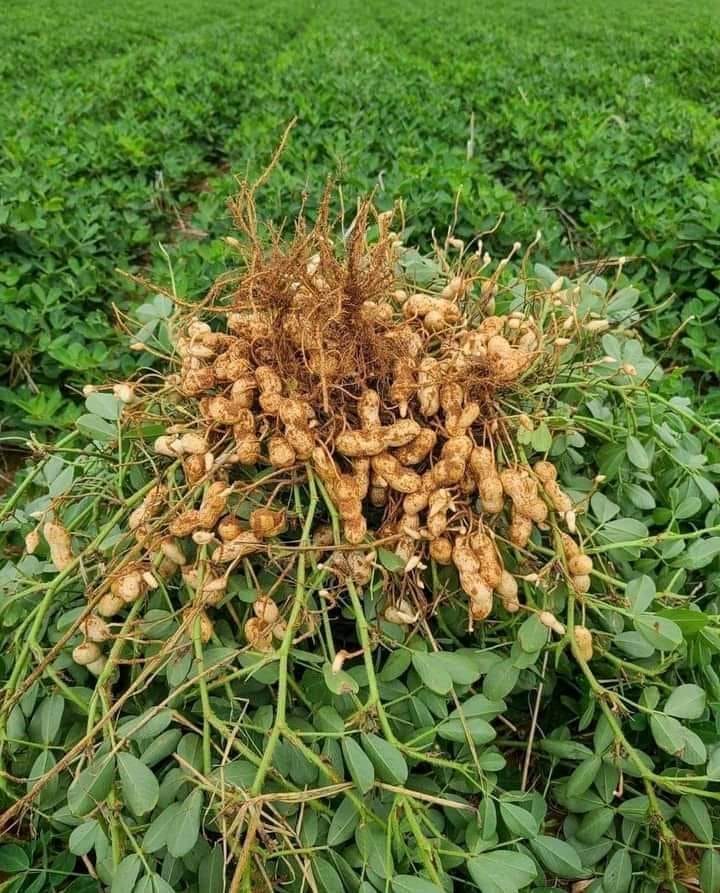 Arachides crues avec coques 4 kg Origine Afrique.
