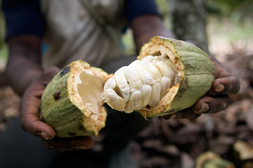 Nibs de Cacao (Theobroma cacao)