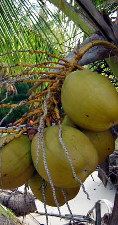 Noix de coco lot de 2 pièces